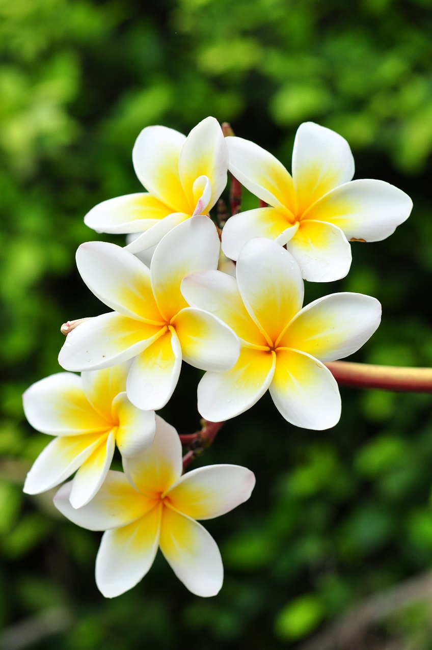 Frangipani flower